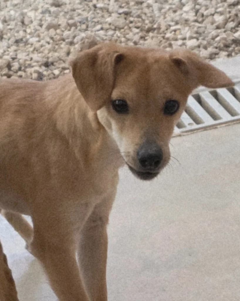 Bitzy, Mixed Breed (PAWS Dog Shelter Paphos)