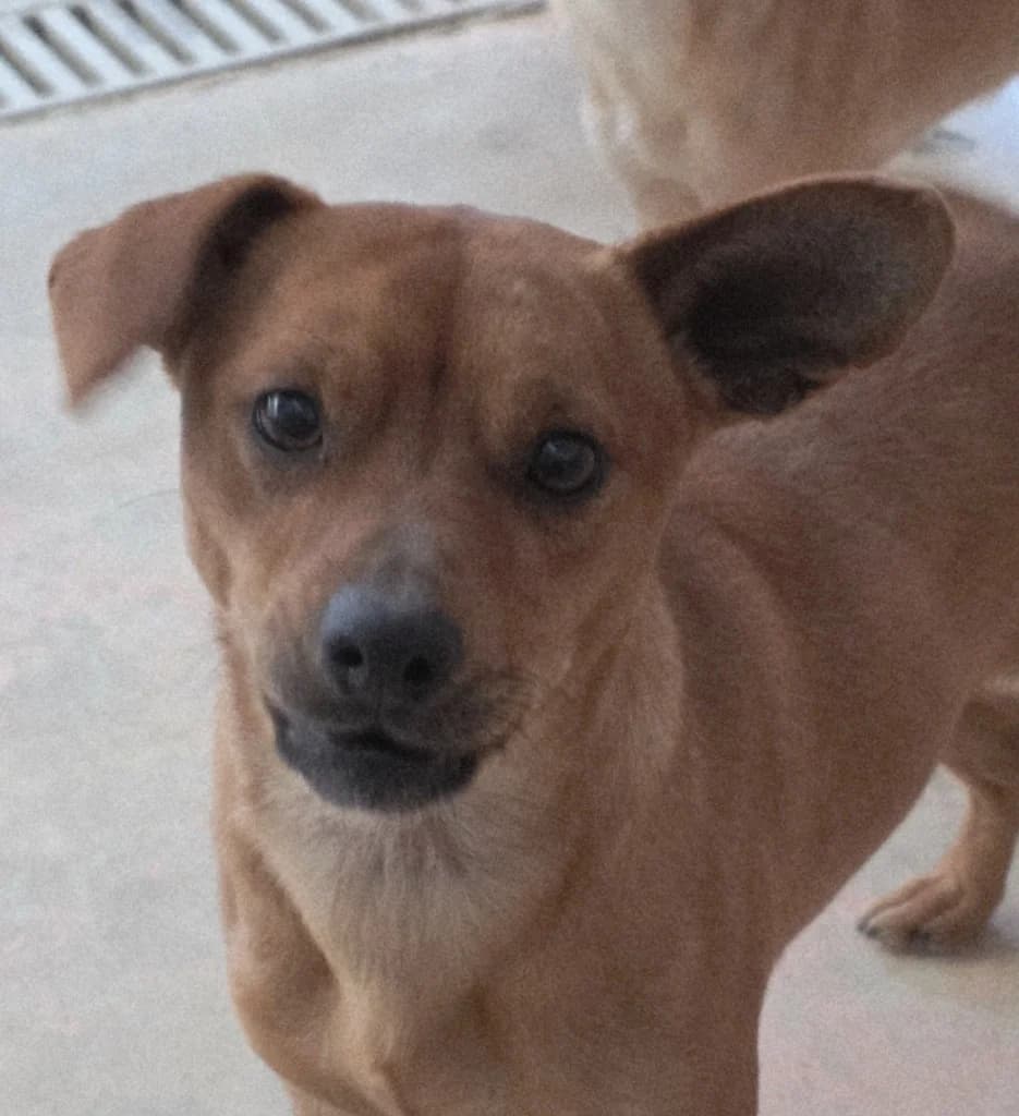 Rolo, male young Mixed Breed for adoption at PAWS Dog Shelter Paphos