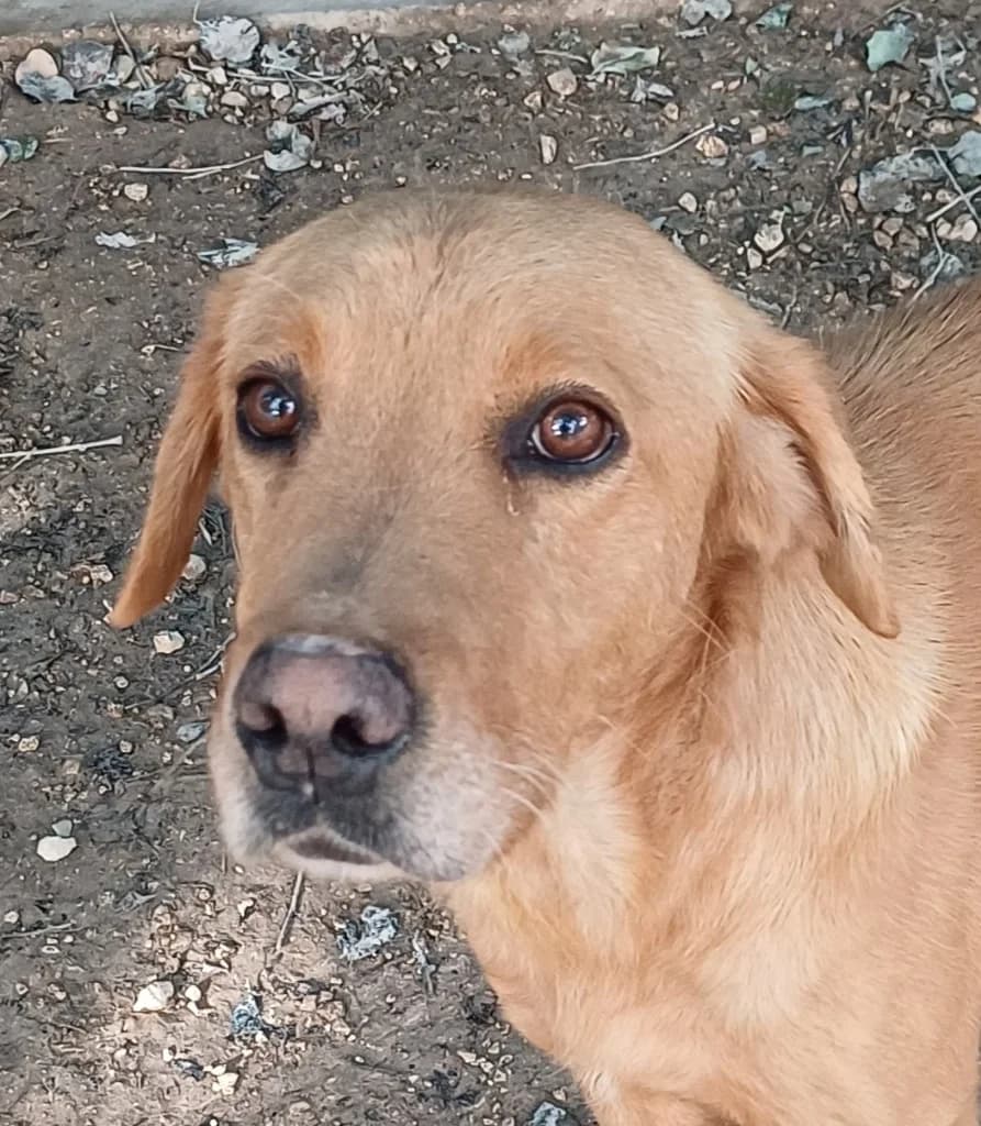 Oscar, Labrador Retriever (PAWS Dog Shelter Paphos)