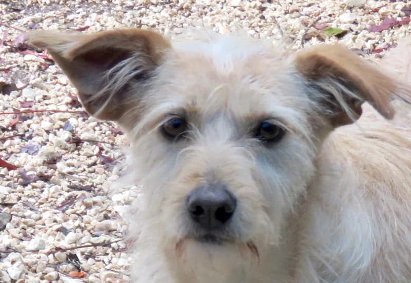 Tramp,  (PAWS Dog Shelter Paphos)