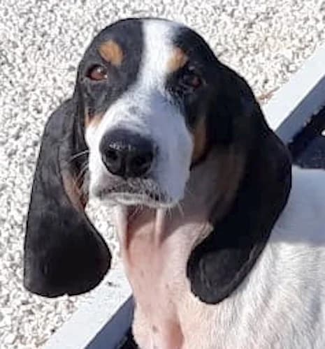 Evi,  (PAWS Dog Shelter Paphos)