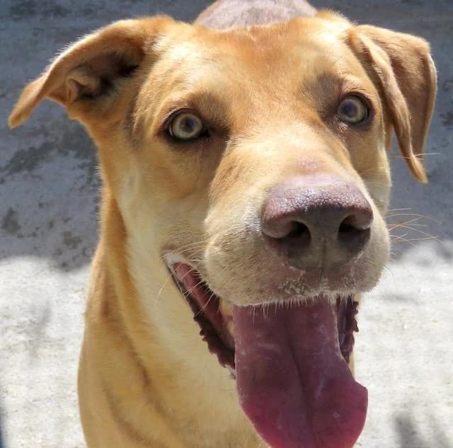 Nesta,  (PAWS Dog Shelter Paphos)