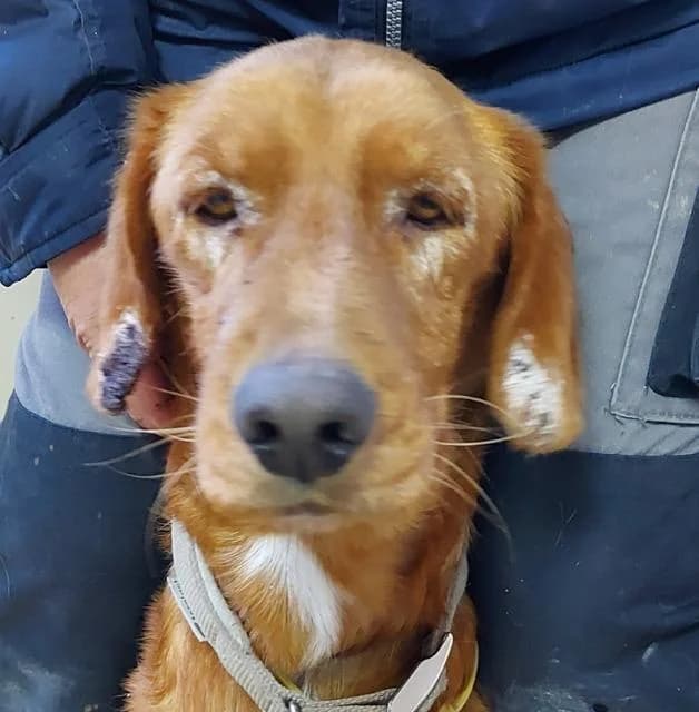 Ian,  (PAWS Dog Shelter Paphos)