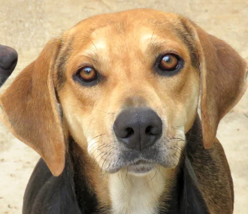 Buckaroo,  (PAWS Dog Shelter Paphos)