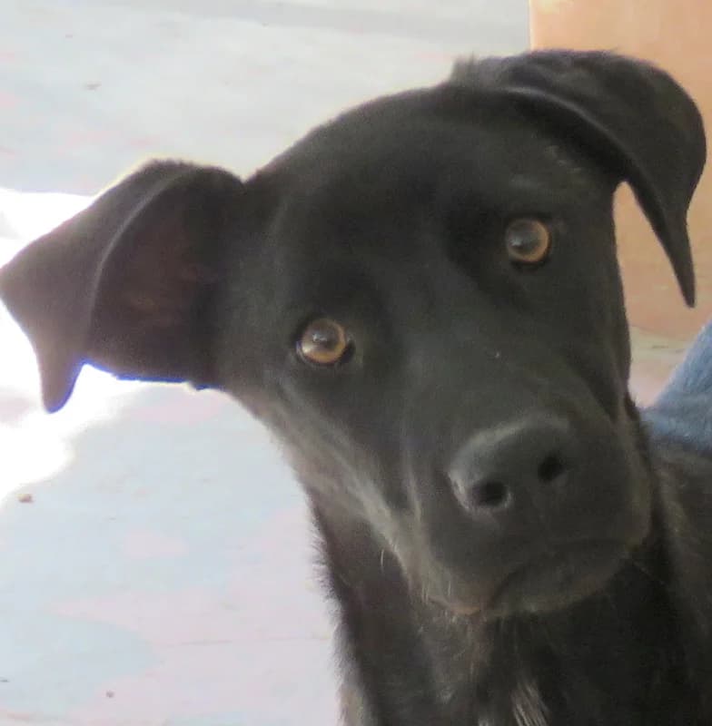 Apollo,  (PAWS Dog Shelter Paphos)