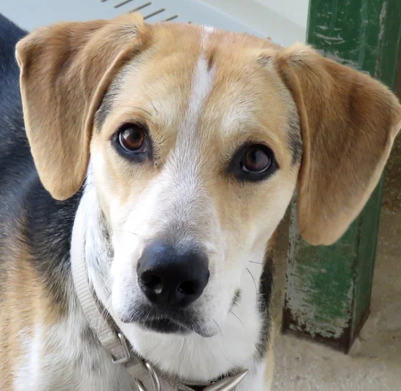 Timmy,  (PAWS Dog Shelter Paphos)