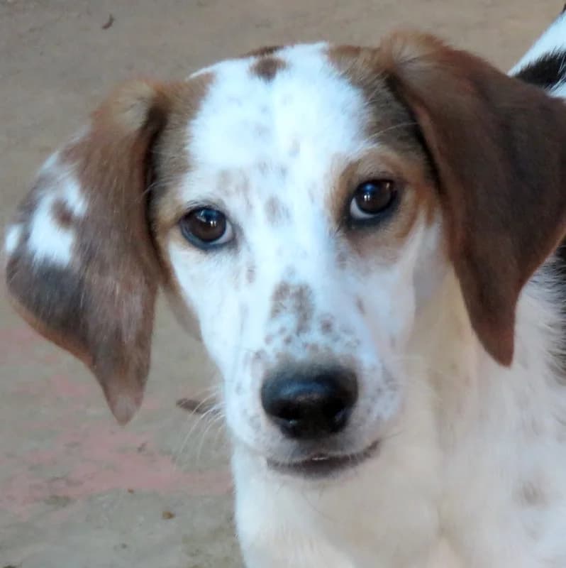 Aisha, Mixed Breed (PAWS Dog Shelter Paphos)