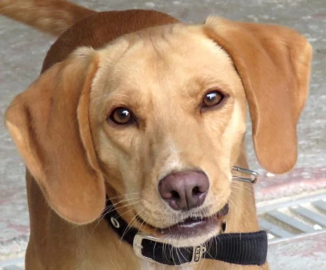 Mozart, Mixed Breed (PAWS Dog Shelter Paphos)