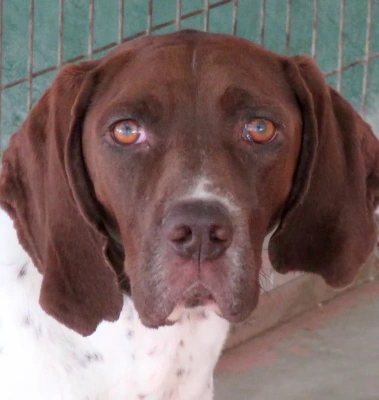 Kili,  (PAWS Dog Shelter Paphos)