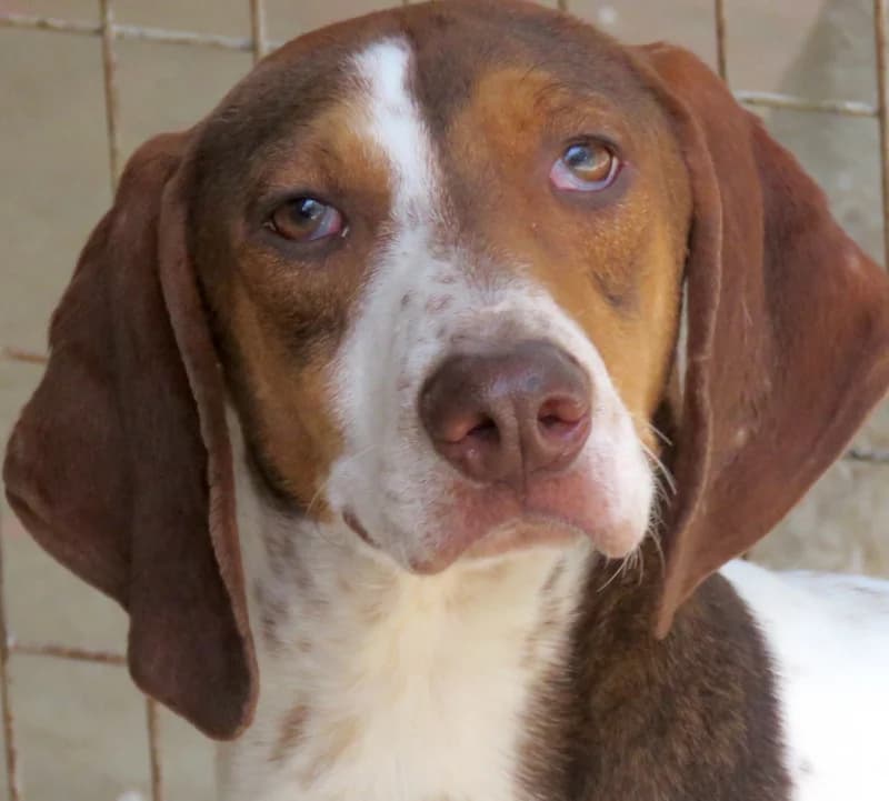 Dec,  (PAWS Dog Shelter Paphos)