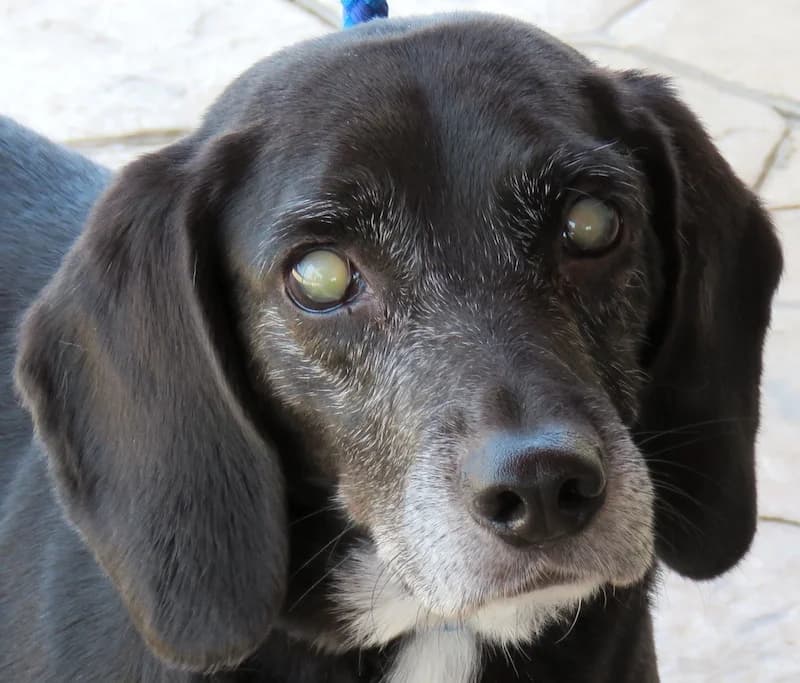 Mia, Mixed Breed (PAWS Dog Shelter Paphos)