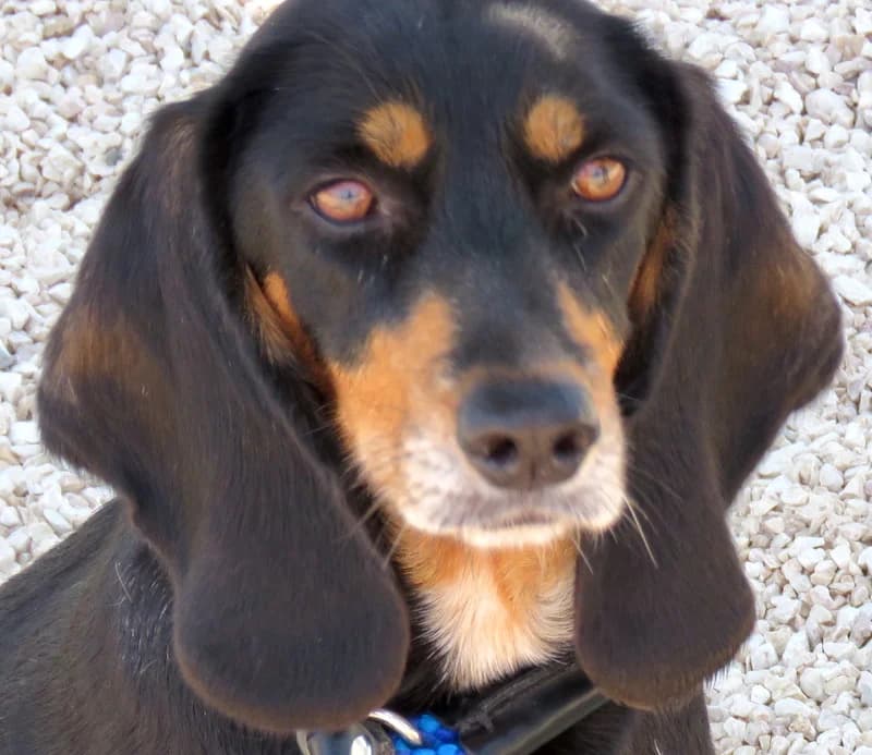 Aphrodite, Mixed Breed (PAWS Dog Shelter Paphos)