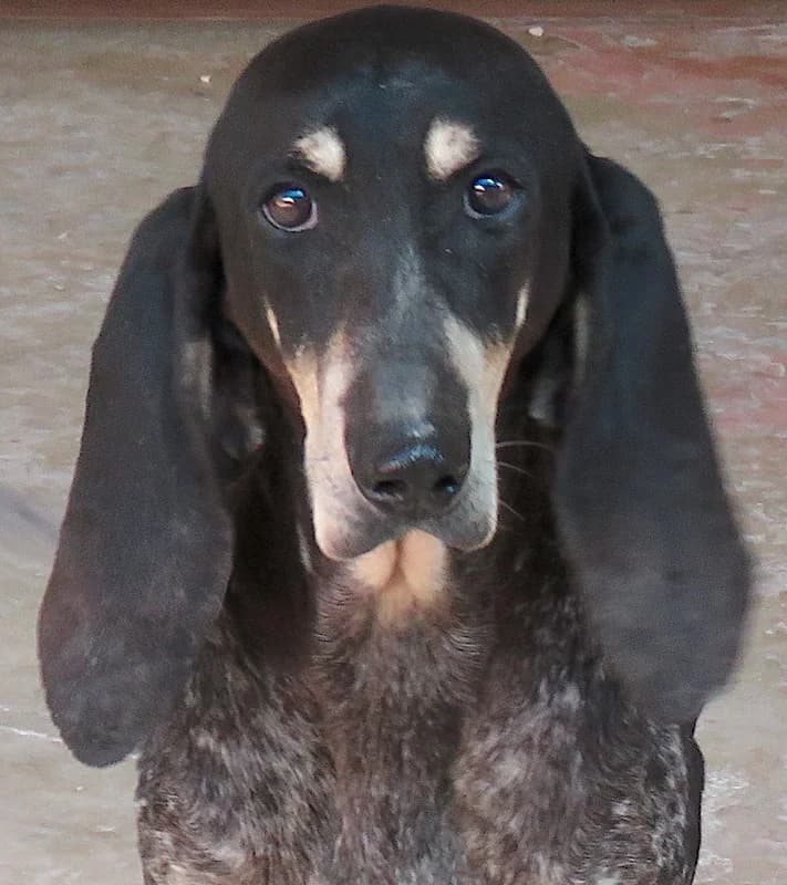 Masha, Mixed Breed (PAWS Dog Shelter Paphos)