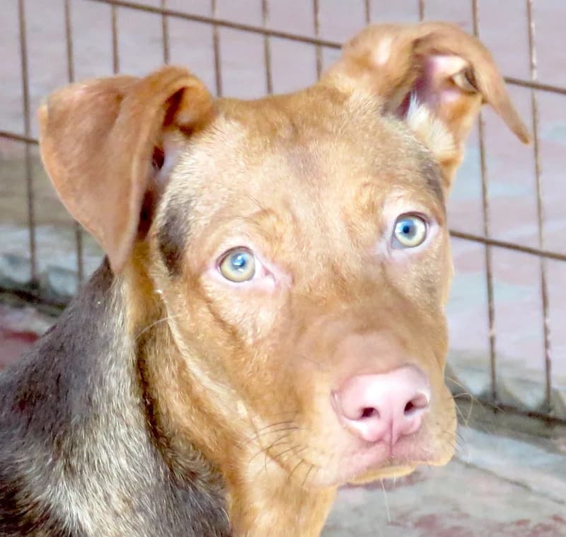 Mandy, Mixed Breed (PAWS Dog Shelter Paphos)