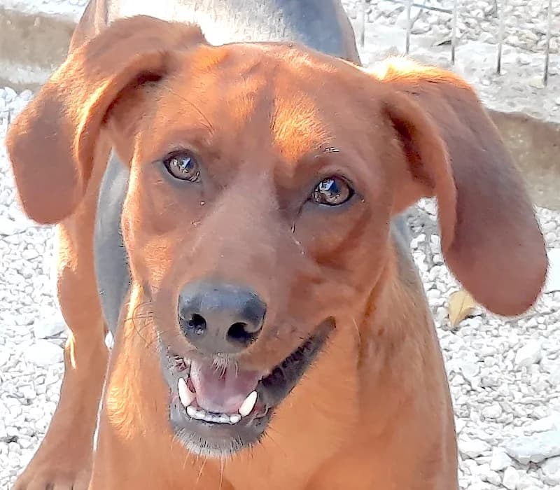 Hogan, Mixed Breed (PAWS Dog Shelter Paphos)