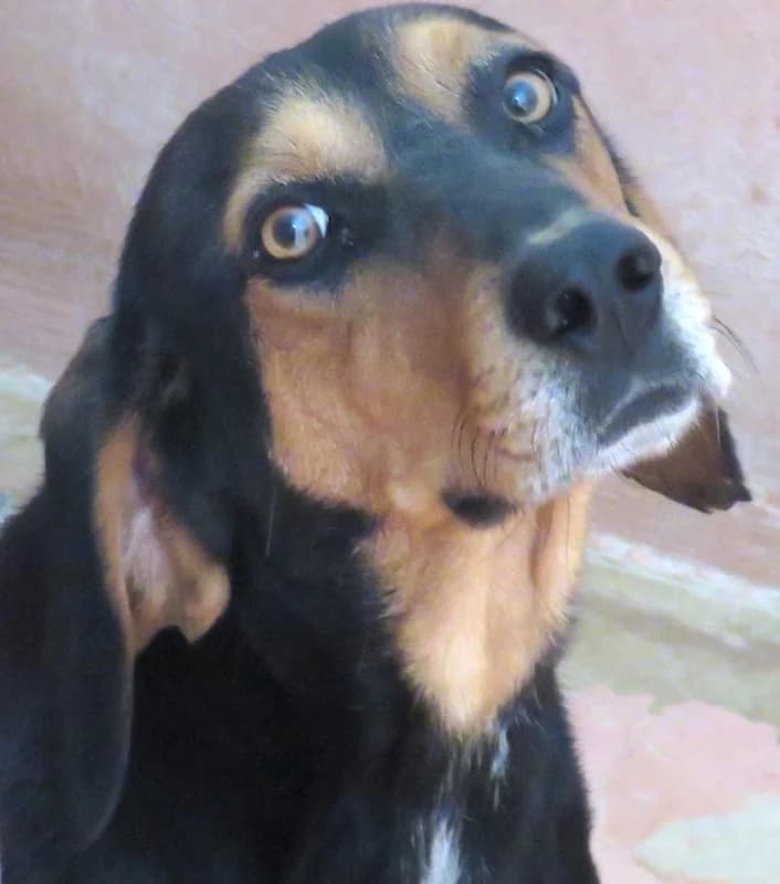 Jack, Mixed Breed (PAWS Dog Shelter Paphos)