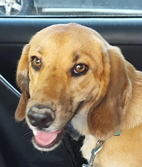 Lady, Mixed Breed (PAWS Dog Shelter Paphos)