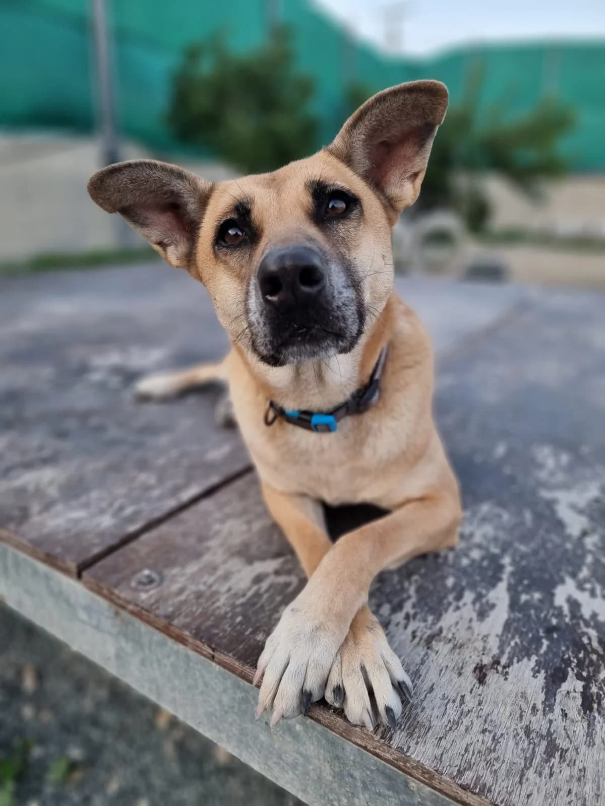 Kerry, female senior mixed breed for adoption at 2nd Chance Dogs