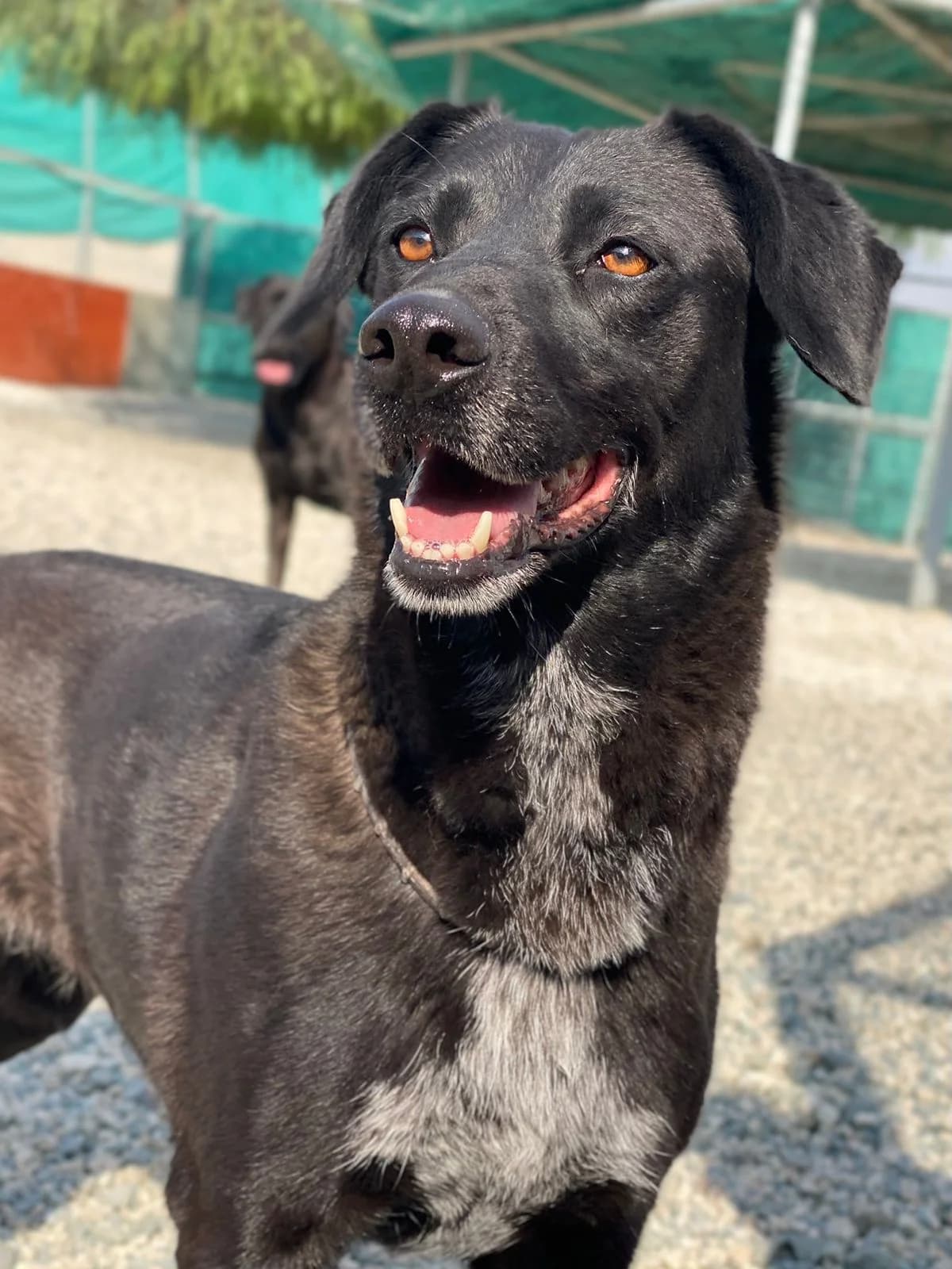 Cindy, female senior Labrador Retriever for adoption at 2nd Chance Dogs