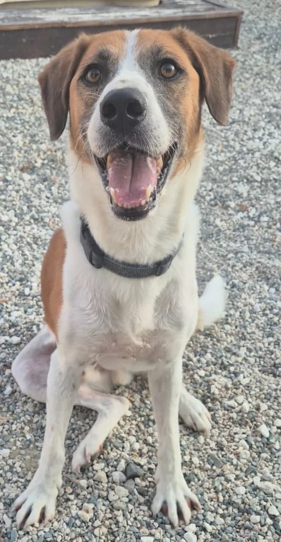 Ricky, male senior mixed breed for adoption at 2nd Chance Dogs