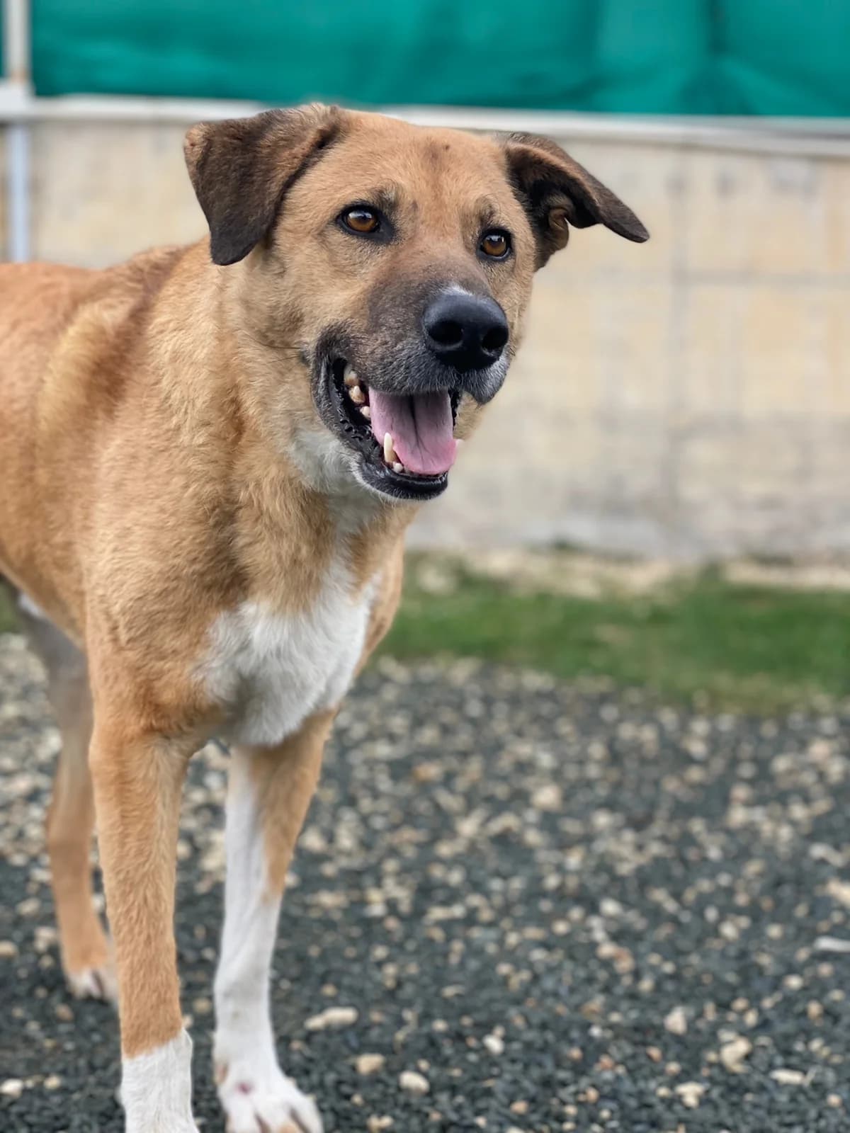 Tusox, male senior mixed breed for adoption at 2nd Chance Dogs