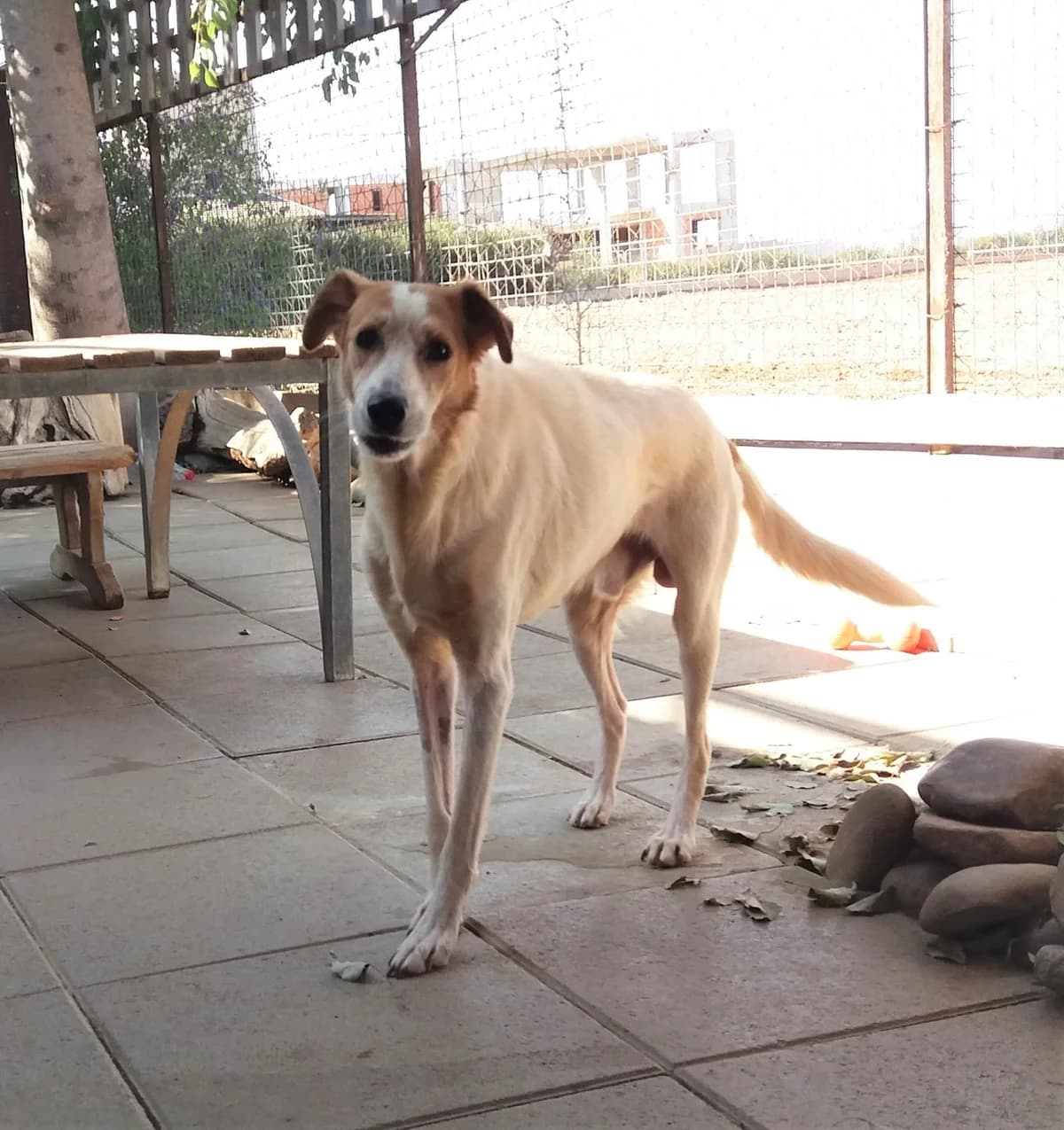 Samuel, male Collie for adoption at 2nd Chance Dogs