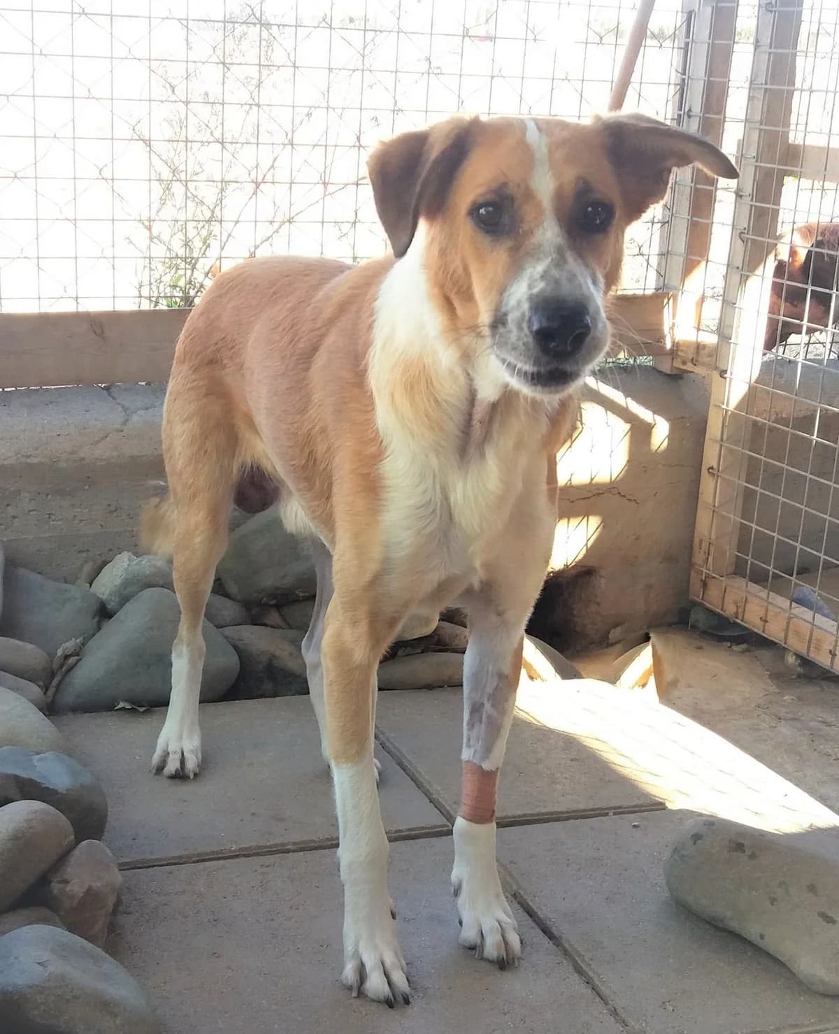 Kenzo, male senior Collie for adoption at 2nd Chance Dogs