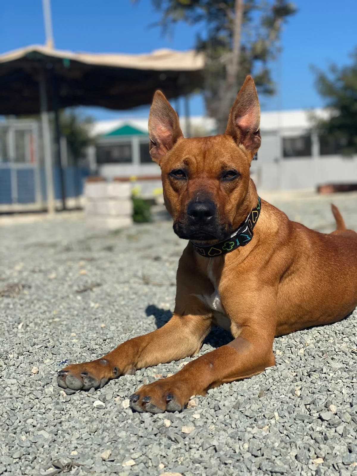 Hazel, female American Staffordshire Terrier for adoption at 2nd Chance Dogs