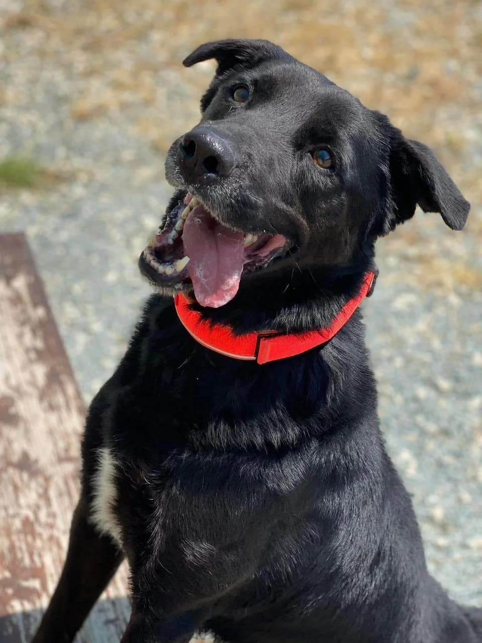 Juno, male 6yo Labrador Retriever for adoption at 2nd Chance Dogs