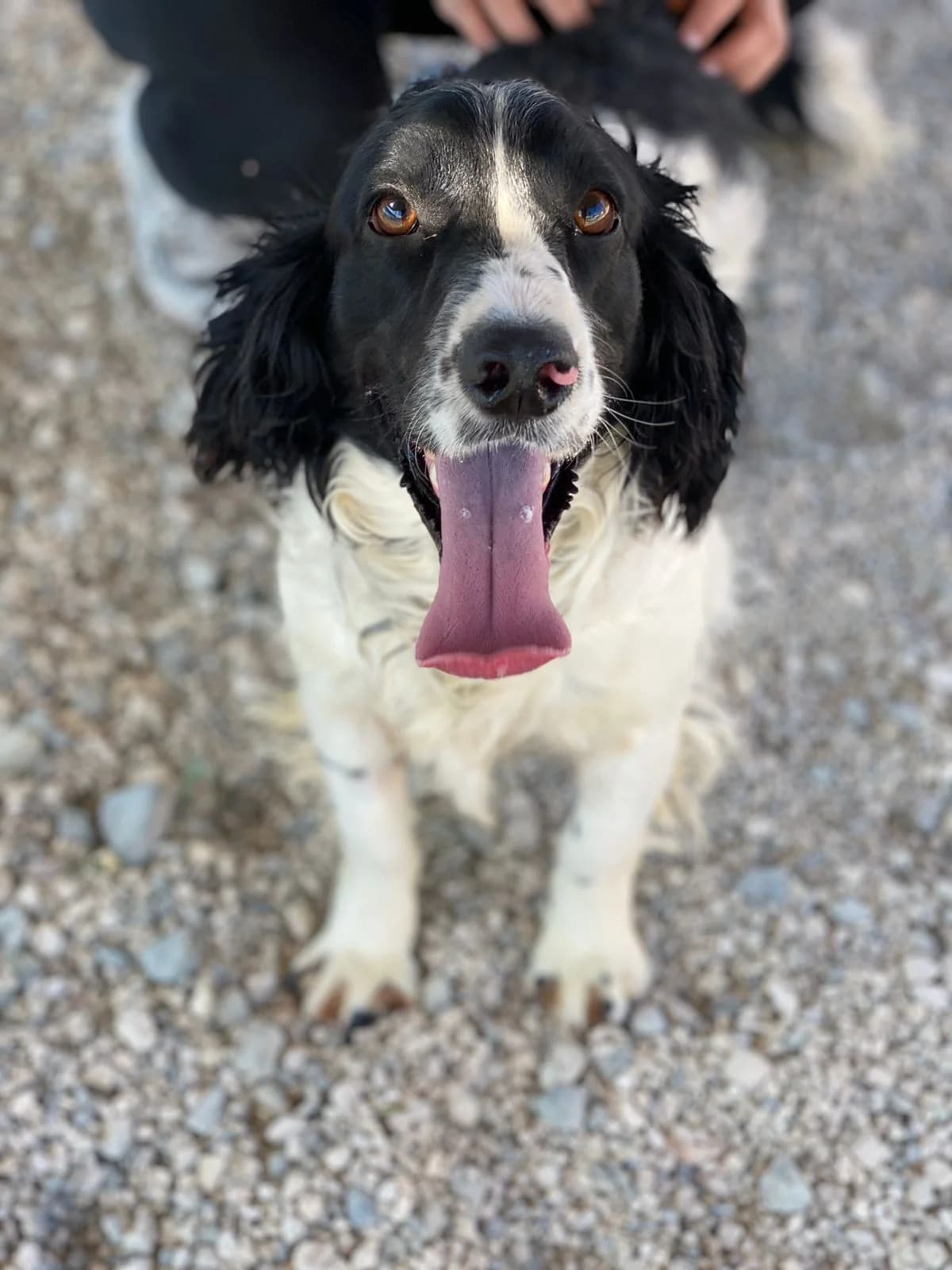 Lazar, male mixed breed for adoption at 2nd Chance Dogs