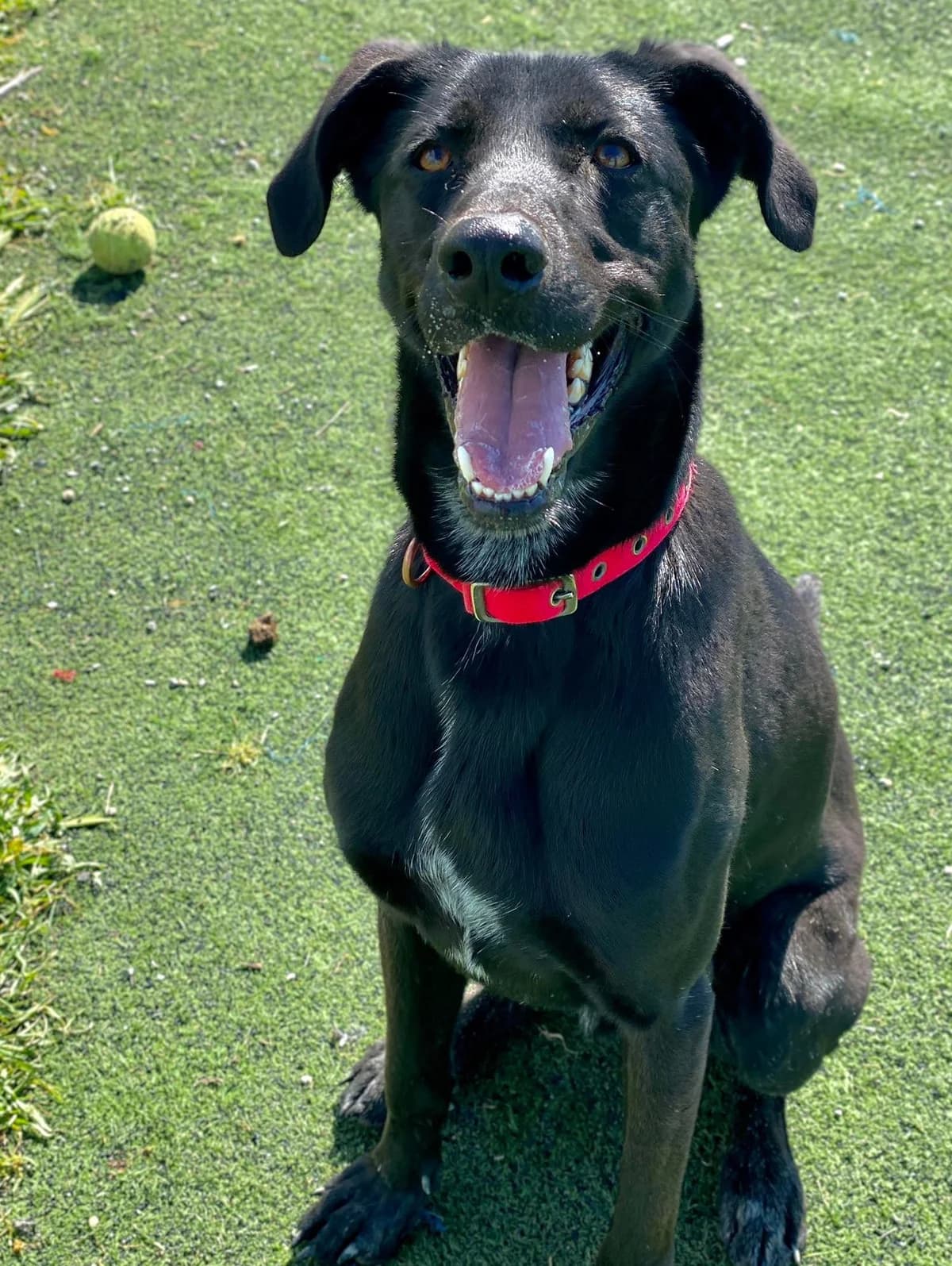 Prince, male 5yo Greyhound for adoption at 2nd Chance Dogs