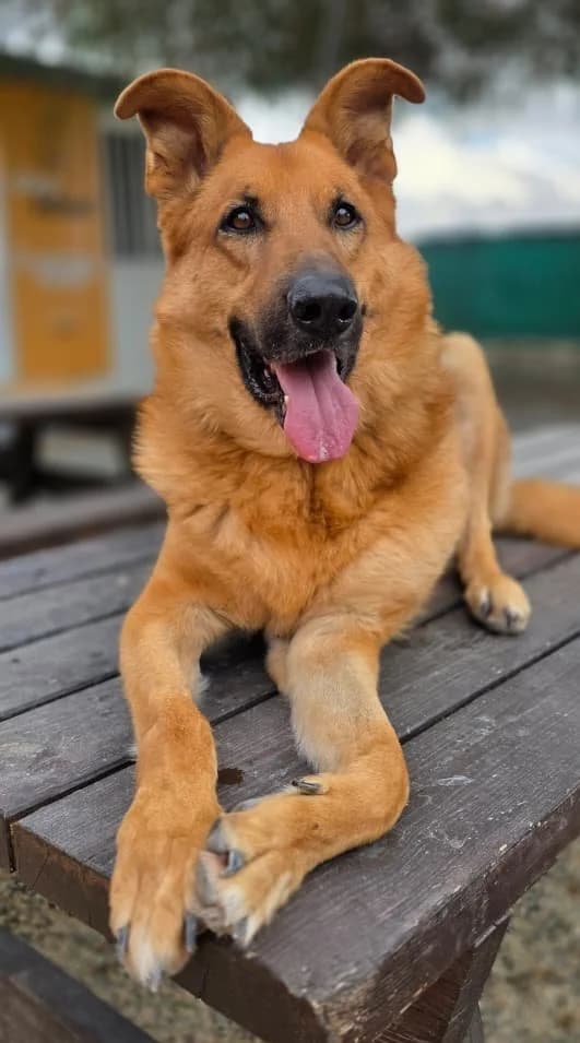 Bertie, male 6yo mixed breed for adoption at 2nd Chance Dogs