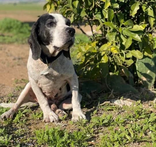 Nathan, male Pointer for adoption at 2nd Chance Dogs