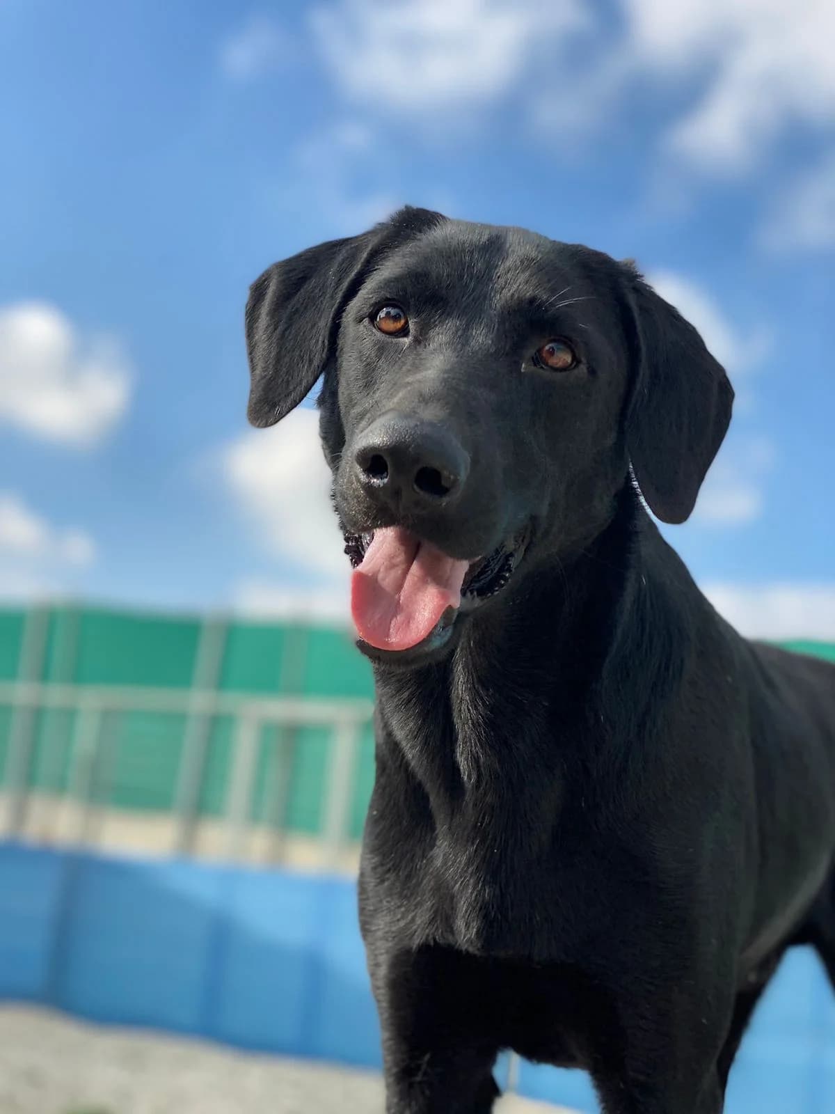 Hans, male 3yo Labrador Retriever for adoption at 2nd Chance Dogs
