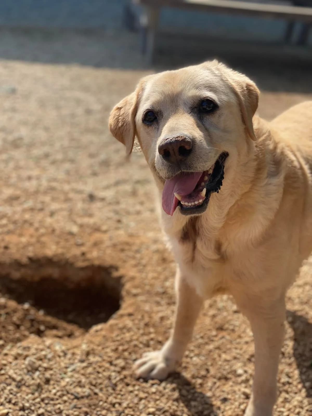 Daina, female senior Labrador Retriever for adoption at 2nd Chance Dogs
