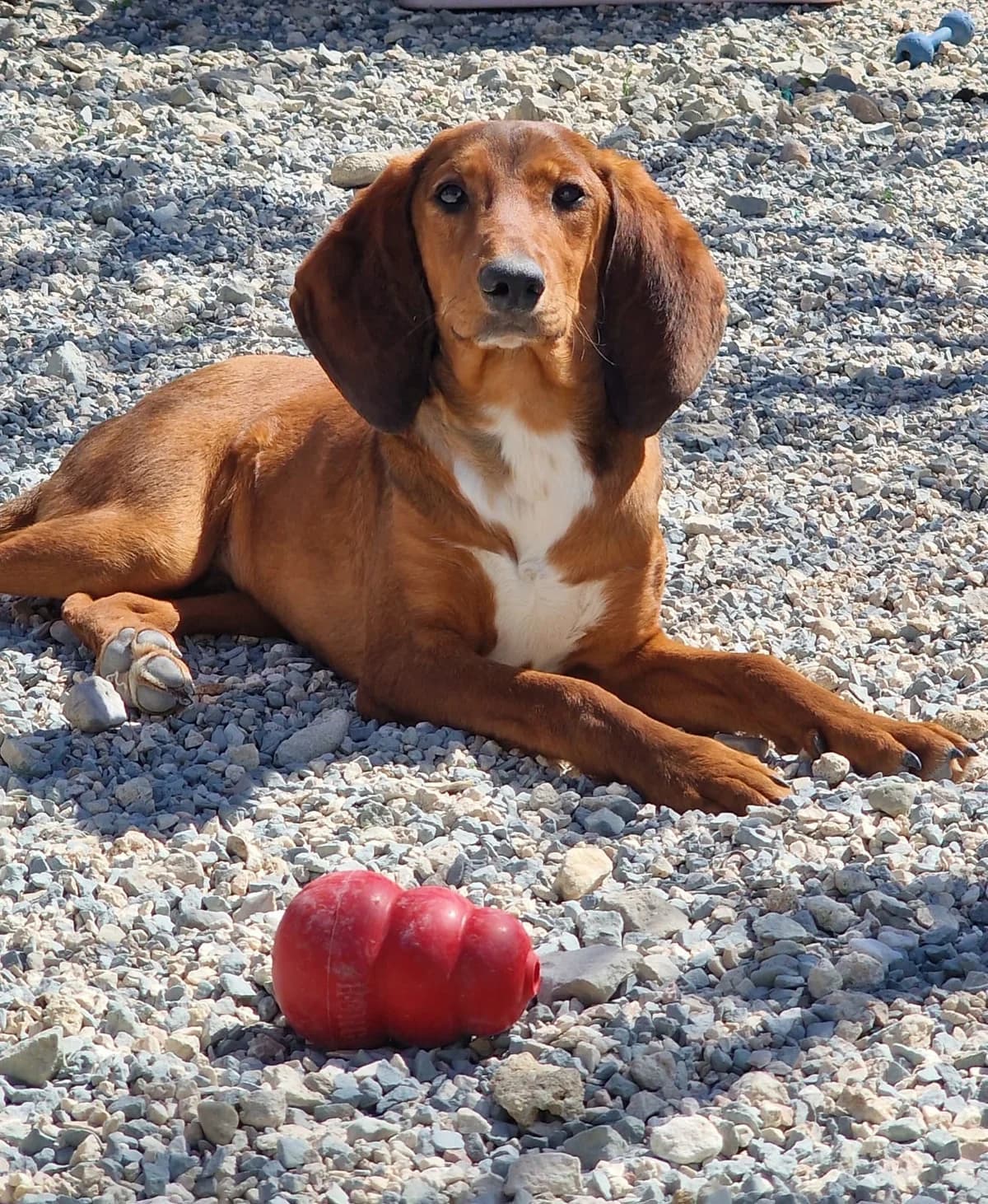 Troy, male mixed breed for adoption at 2nd Chance Dogs