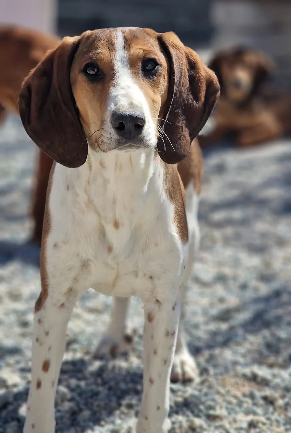 Seb, male mixed breed for adoption at 2nd Chance Dogs