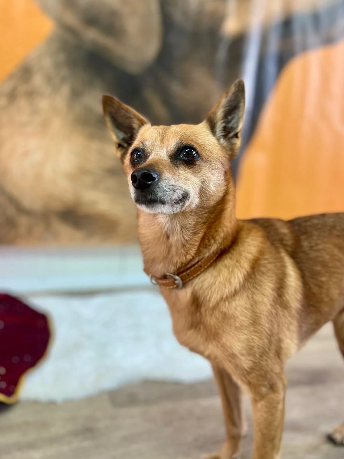 Indy, female 6yo mixed breed for adoption at 2nd Chance Dogs