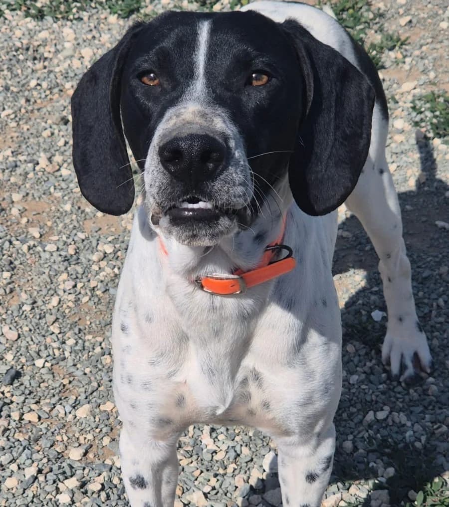 Apollo, male young Pointer for adoption at 2nd Chance Dogs
