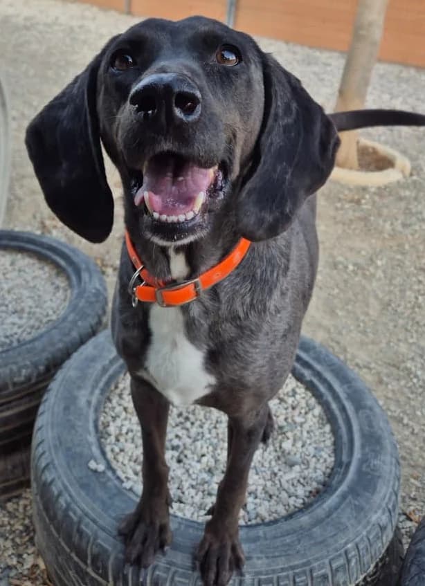 Marko, male mixed breed for adoption at 2nd Chance Dogs