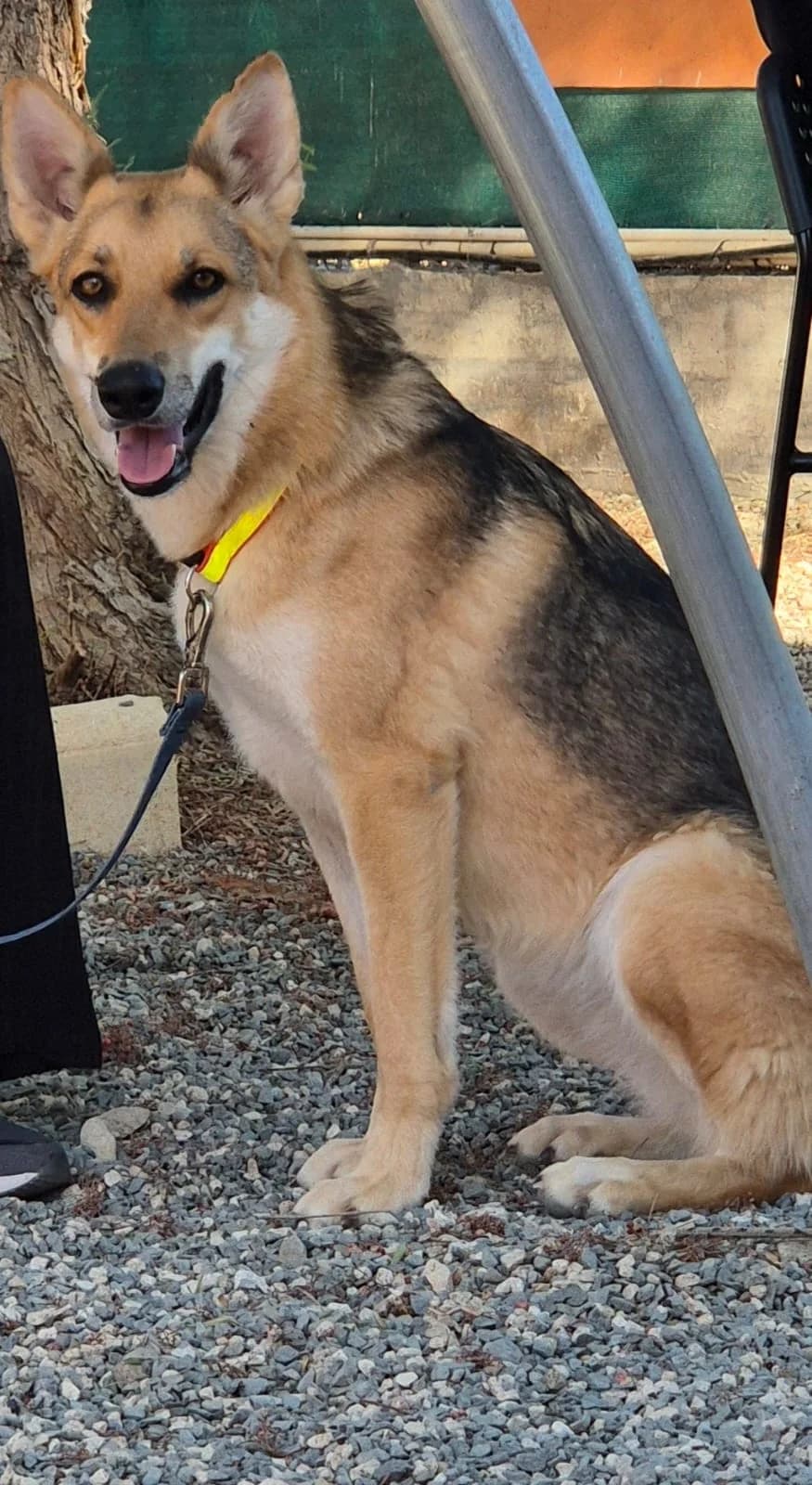 Megan, female Belgian Malinois for adoption at 2nd Chance Dogs