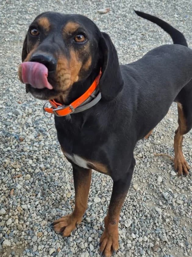 Reggy, male mixed breed for adoption at 2nd Chance Dogs