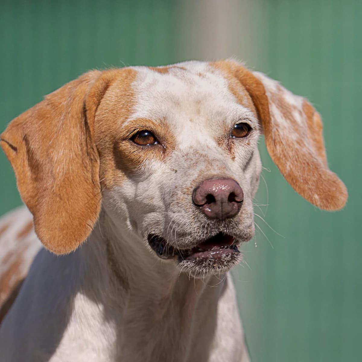 Cindra, female young Pointer for adoption at 2nd Chance Dogs