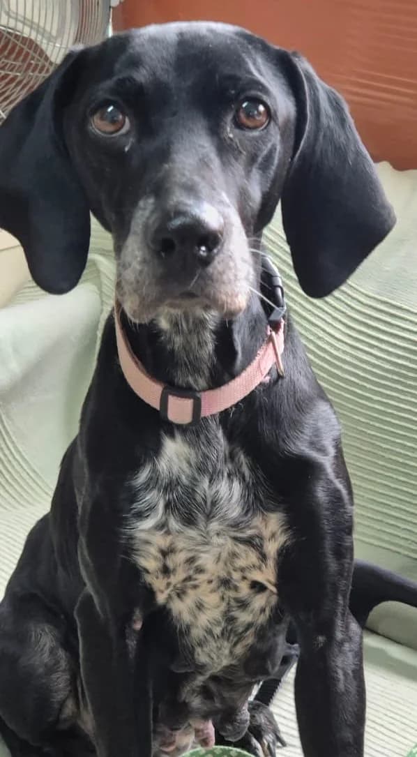 Alina, female 6yo German Shorthaired Pointer for adoption at 2nd Chance Dogs