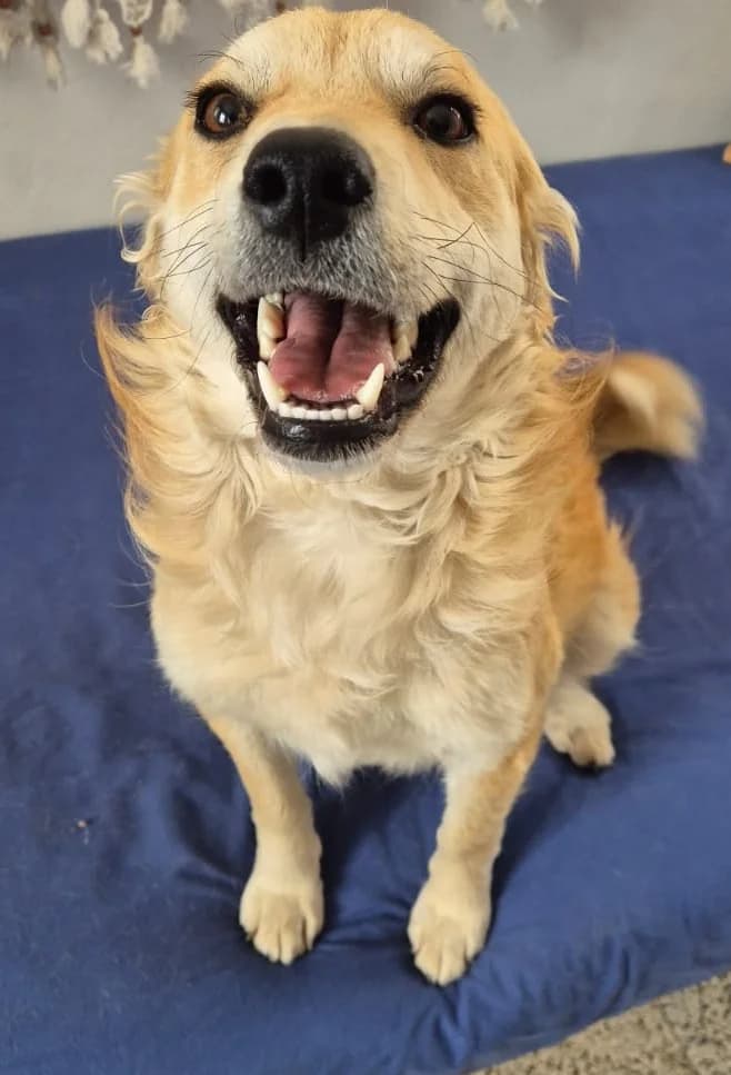 Roulla, female Collie for adoption at 2nd Chance Dogs