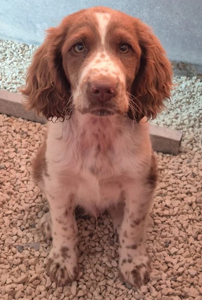 Shelby, male mixed breed for adoption at 2nd Chance Dogs