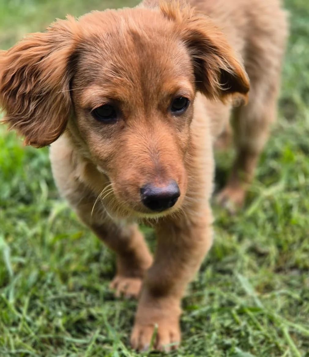 Waffles, female puppy mixed breed for adoption at 2nd Chance Dogs