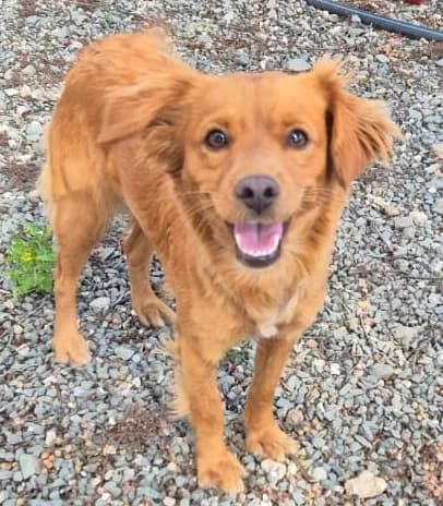 Winky, female mixed breed for adoption at 2nd Chance Dogs