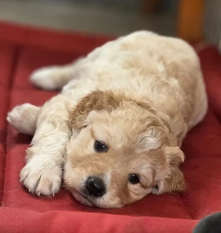 Rania, female puppy mixed breed for adoption at 2nd Chance Dogs