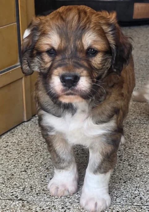 Red, male puppy mixed breed for adoption at 2nd Chance Dogs